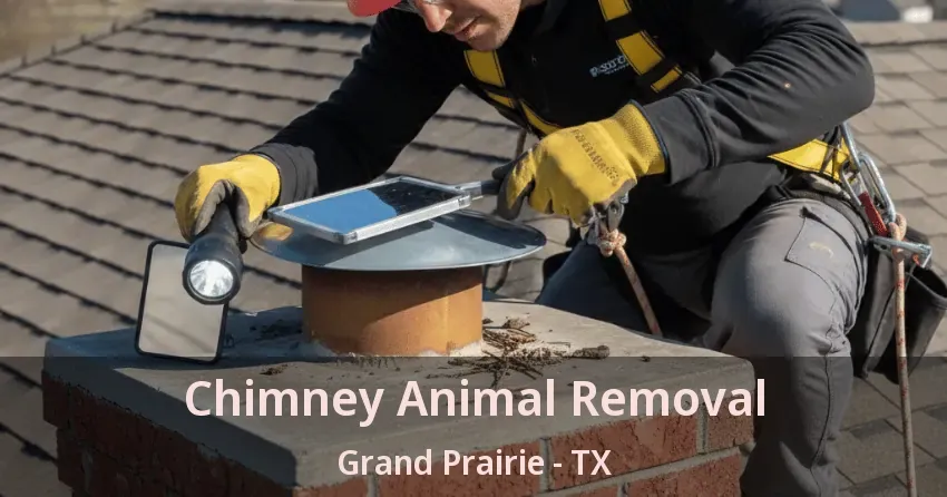 Chimney Animal Removal Grand Prairie - TX Chimney Animal Removal Grand Prairie - TX
